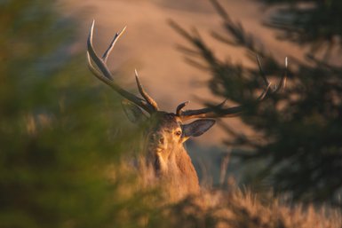 Ein majestätischer Hirsch mit beeindruckendem Geweih blickt durch das dichte Laub, umgeben von sanften Licht- und Schattenkontrasten.