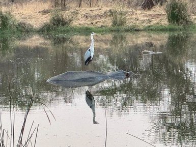 Ein Nilpferd ruht am Wasserloch beim Hippo Hide – Südafrika Reise mit Kindern