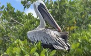 Braunpelikan im grünen Baum - Ecuador Familienreise