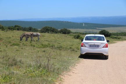 Geparktes Auto im Addo Nationalpark und zwei Zebras fressen – Garden Route mit Kindern