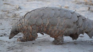 Ein Tier läuft über Steine durch die Natur - Namibia Reise mit Kindern