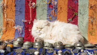 Katze zwischen kunstvollem marokkanischem Schmuck auf dem Markt – Marokko mit Kindern