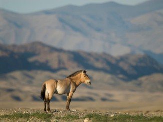 Ein wildes Pferd steht majestätisch in der weiten Landschaft des Hustai-Nationalparks, umgeben von sanften Hügeln.