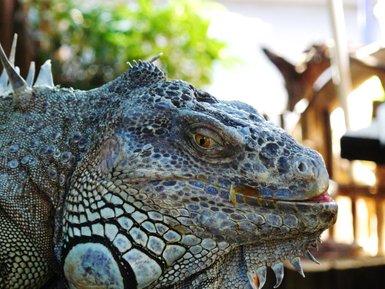 Grüner Leguan ruht im Dschungel von Lacandona – Mexiko Reise mit Kindern