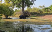 Elefant badet in Wasser - Sri Lanka Summer Family & Teens - Sri Lanka mit Teenagern