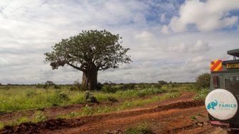 Ein majestätischer Baobab-Baum steht einsam in der weiten Savanne, umgeben von üppigem Grün und einem klaren Himmel.