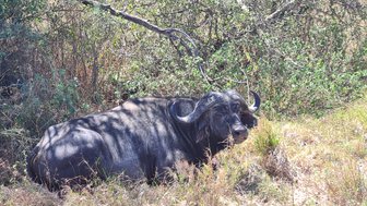 Büffel entspannt in der weiten Landschaft der Serengeti – Tansania mit Kindern
