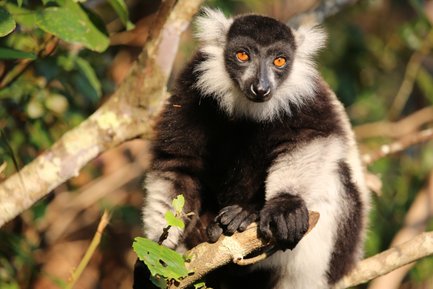 Ein schwarzer und weißer Lemur sitzt auf einem Ast und hält einen Zweig mit seinen Händen, während er in die Kamera schaut.
