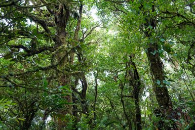 Wanderung durch den dichten Dschungel im Nebelwald von Monteverde – Costa Rica Familienreise