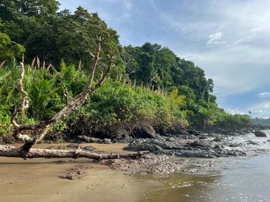 Malerischer Strand umgeben von üppiger Vegetation in Drake Bay – Costa Rica Familienreise