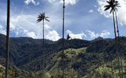 Cocora-Tal mit Sonne - Kolumbien Family & Teens - Kolumbien mit Kindern und Jugendlichen