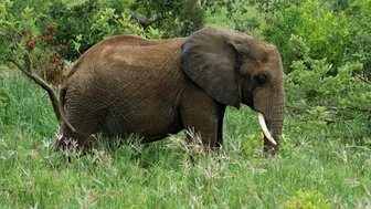 Ein majestätischer Elefant steht in üppigem, grünem Gras und genießt die friedliche Umgebung der Savanne.
