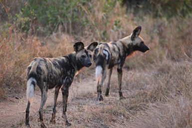 Zwei Afrikanische Wildhunde stehen aufmerksam in der Savanne – Südafrika Familienreise
