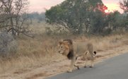 Löwe läuft entlang Straße - Südafrika Reise mit Kindern
