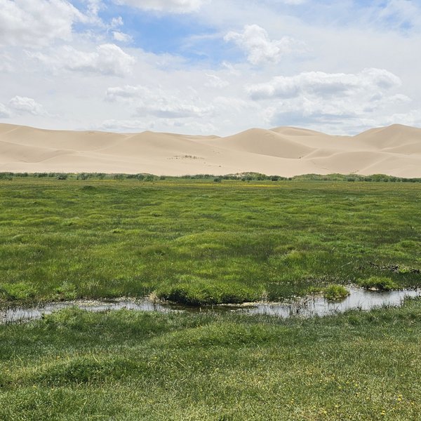 Eine weite, grüne Wiese erstreckt sich vor sanften, goldenen Sanddünen unter einem strahlend blauen Himmel mit Wolken.