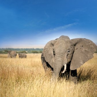 Ein majestätischer Elefant steht in hohem Gras, umgeben von einer weiten, sonnigen Savanne unter einem klaren blauen Himmel.