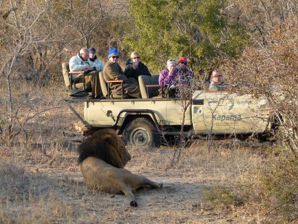 Safari-Teilnehmer im Geländewagen beobachten einen ruhenden Löwen in freier Wildbahn – Südafrika mit Kindern