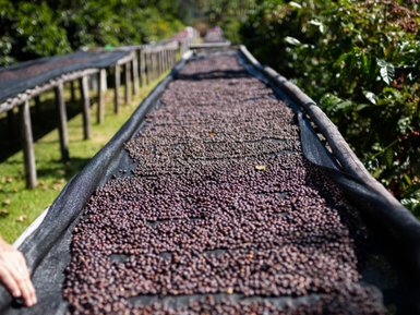 Auf einem langen Tisch liegen frisch geerntete Kaffeebohnen, die in der Sonne trocknen, umgeben von üppigem Grün.