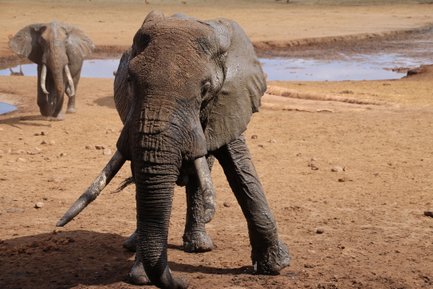 Ein majestätischer Elefant steht im Vordergrund, mit schlammigen Beinen, während ein weiterer Elefant im Hintergrund zu sehen ist.