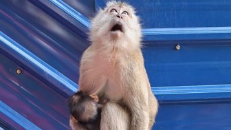 Affe bei dem Ausflug zu den Batu-Höhlen - Malaysia Familienreise