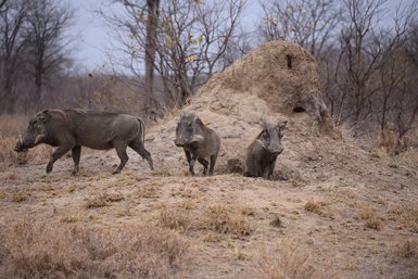Warzenschweine durchstreifen die trockene Landschaft im Kruger Nationalpark – Südafrika Reise mit Kindern