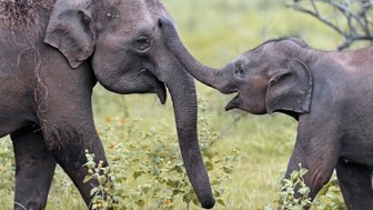 Elefanten bewegen sich durch das hohe Gras im Gal Oya Valley Nationalpark – Sri Lanka Familienreise