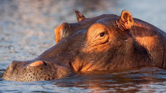 Ein Nilpferd taucht teilweise aus dem Wasser auf, sein Kopf ist gut sichtbar mit einem intensiven Blick.