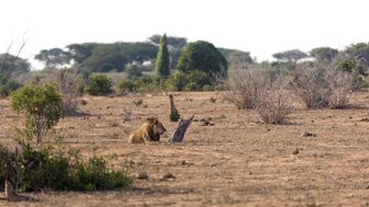 Ein Löwe liegt entspannt auf dem trockenen Boden, umgeben von spärlicher Vegetation und vereinzelten Büschen.