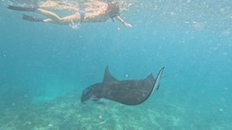 Manta-Rochen unter Wasser beim Schnorcheln auf Nusa Lembongan – Bali mit Kindern
