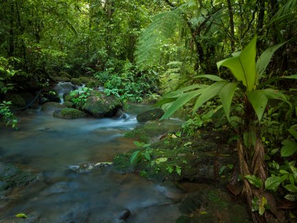 Klarer Bach im üppigen tropischen Regenwald – Costa Rica Familienreise