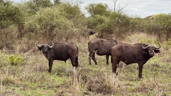 Hausbüffel in der trockenen Landschaft im Tarangire-Nationalpark – Tansania Reise mit Kindern