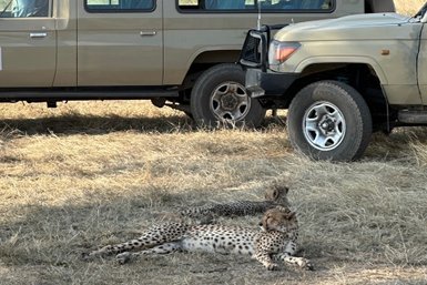 Zwei Geparden sitzen nahe eines Safarifahrzeugs – Tansania Reise mit Kindern