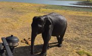 Elefantensichtung aus Safariauto - Sri Lanka for family individuell - Sri Lanka mit Kindern individuell