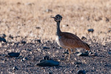 Ein Vogel läuft durch die Natur - Namibia Rundreise mit Kindern