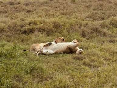 Verspielte Löwinnen im hohen Gras der Serengeti – Tansania Familienreise