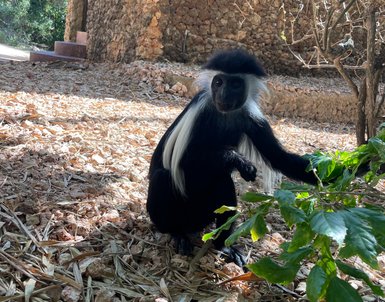 Ein Stummelaffe sitzt auf dem Boden und greift nach einem grünen Blatt, umgeben von trockenen Blättern und Steinen.