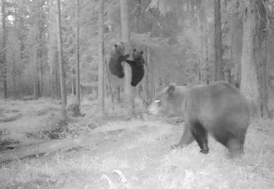 Zwei Bärenjunge klettern an einem Baum, während ein größerer Bär im Vordergrund vorbeigeht, umgeben von einem Wald.
