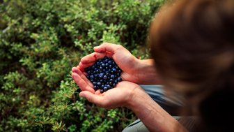 Eine Person hält eine Handvoll frischer, blauer Heidelbeeren inmitten von grünen Pflanzen im Hintergrund.