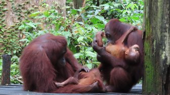 Orang-Utan-Familie sitzt eng beieinander im Sepilok Orang Utan Center – Malaysia & Borneo Reise mit Kindern