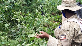 Eine Person in militärischer Kleidung steht in einem dichten, grünen Wald und zeigt auf Pflanzen in der Umgebung.