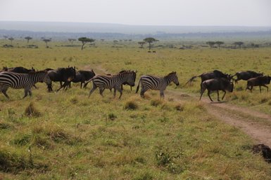 Eine Gruppe von Zebras und Gnus bewegt sich durch die weite, grüne Savanne unter einem hellen Himmel.