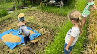 Kinder schauen interessiert den Anbau auf einer Reisplantage – Indonesien Reise mit Kindern