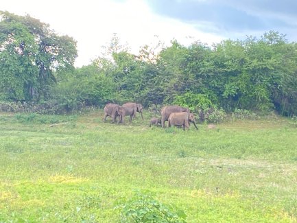 Mehrere Elefanten in freier Wildbahn im Udawalawe Nationalpark – Sri Lanka mit Kindern