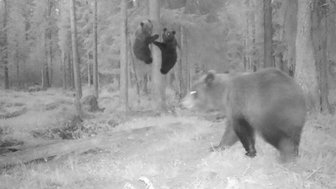 Zwei Bärenjunge klettern an einem Baum, während ein größerer Bär im Vordergrund vorbeigeht, umgeben von einem Wald.