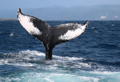 Ein majestätischer Wal zeigt seinen mächtigen Schwanz in den Wellen des karibischen Meeres, umgeben von glitzerndem Wasser.