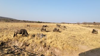 Eine Gruppe Streifengnus frisst in der offenen Landschaft im Entabeni Game Reserve – Südafrika Familienreise