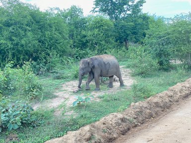 Ein einzelner Elefant steht am Straßenrand im Udawalawe Nationalpark – Sri Lanka mit Kindern