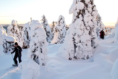 Ein Mann wandert mit Schneeschuhen durch eine verschneite Landschaft, umgeben von schneebedeckten Bäumen im Winterlicht.