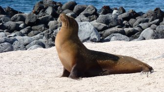 Eine Seelöwin sitzt majestätisch am Strand, mit Blick auf das glitzernde Wasser und die grauen Felsen im Hintergrund.