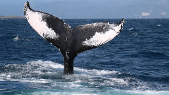 Ein majestätischer Wal zeigt seinen mächtigen Schwanz in den Wellen des karibischen Meeres, umgeben von glitzerndem Wasser.